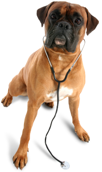 dog with stethoscope